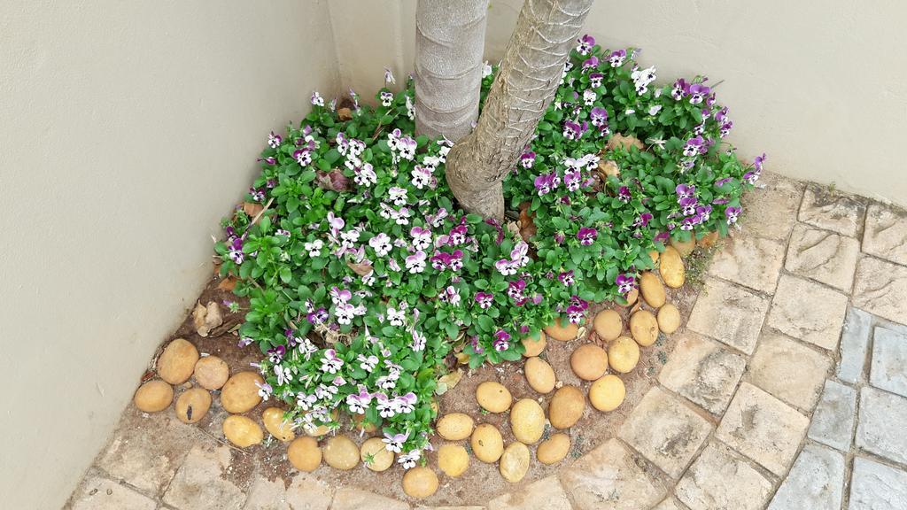 Jenvey House Selfcatering Apartments & Bnb Port Elizabeth Dış mekan fotoğraf